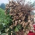 山东沙地白沙鲜花生