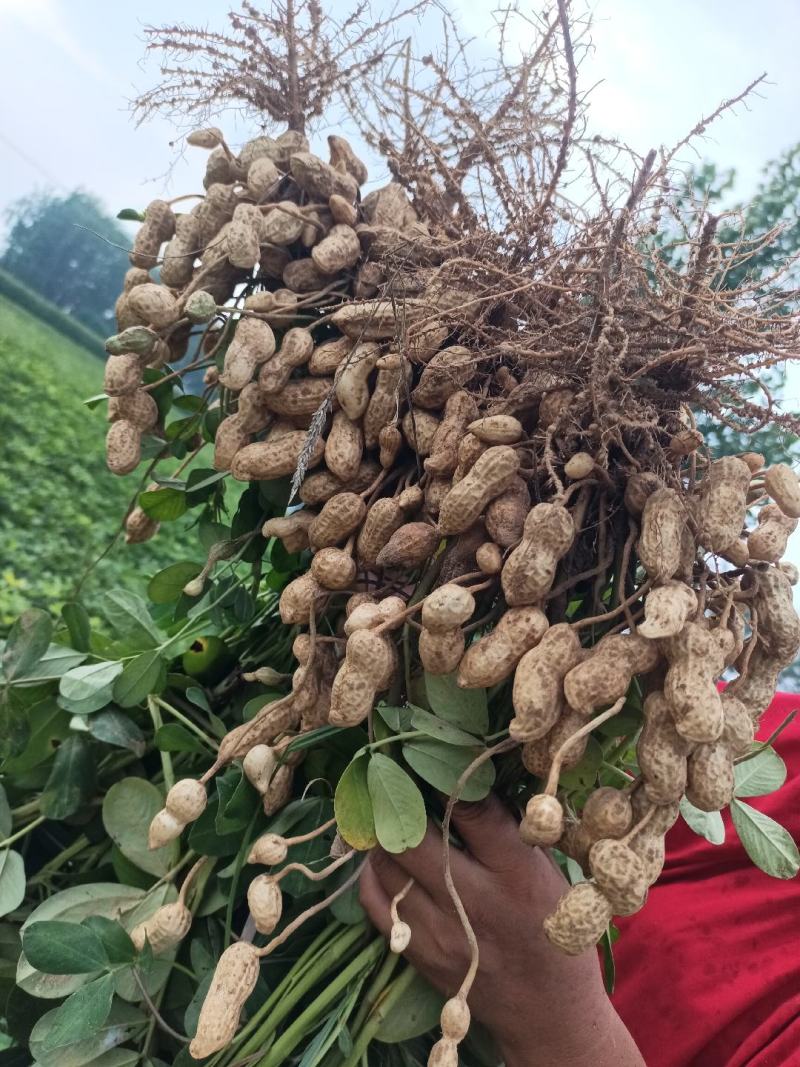山东沙地白沙鲜花生