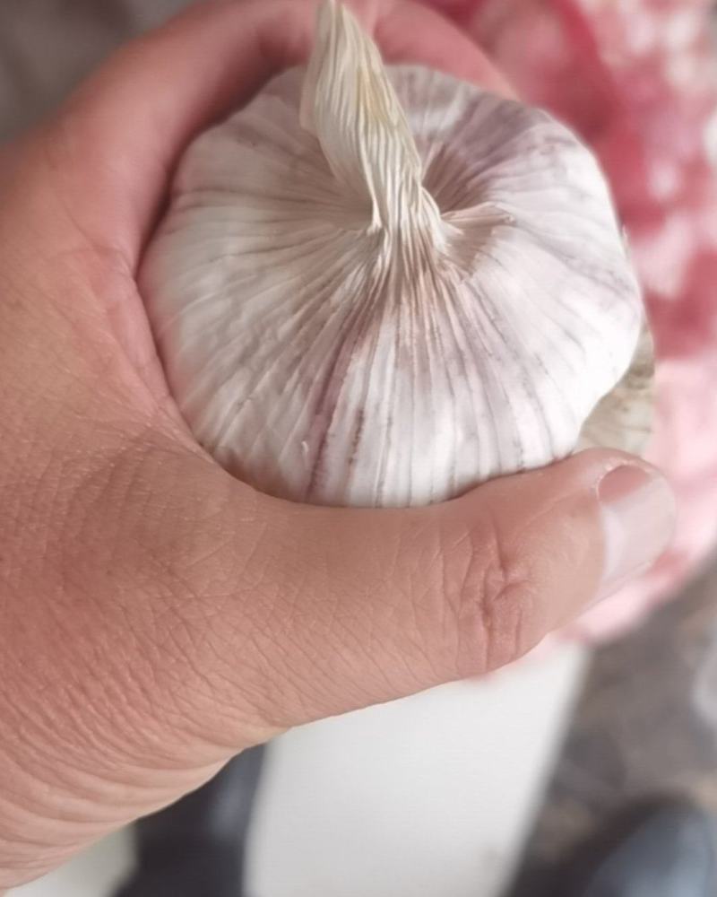 连云港大蒜🧄