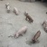 小猪仔