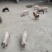 小猪仔