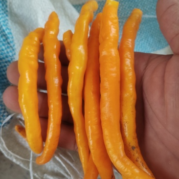 黄线贡椒，朝天椒。