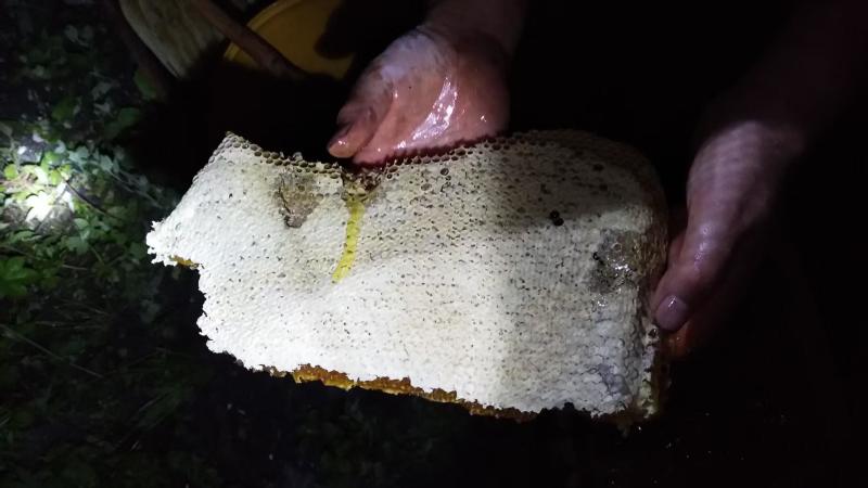 老棒棒桶蜂蜜，