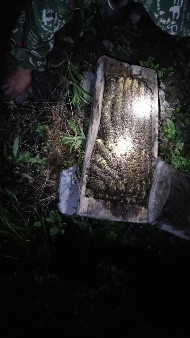 老棒棒桶蜂蜜，