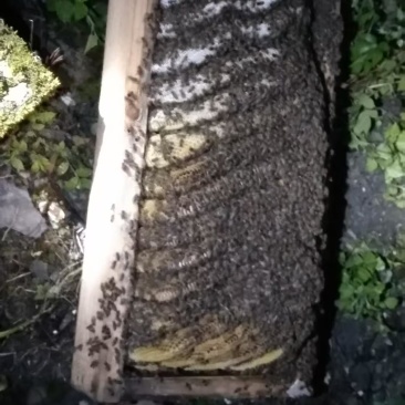 老棒棒桶蜂蜜，