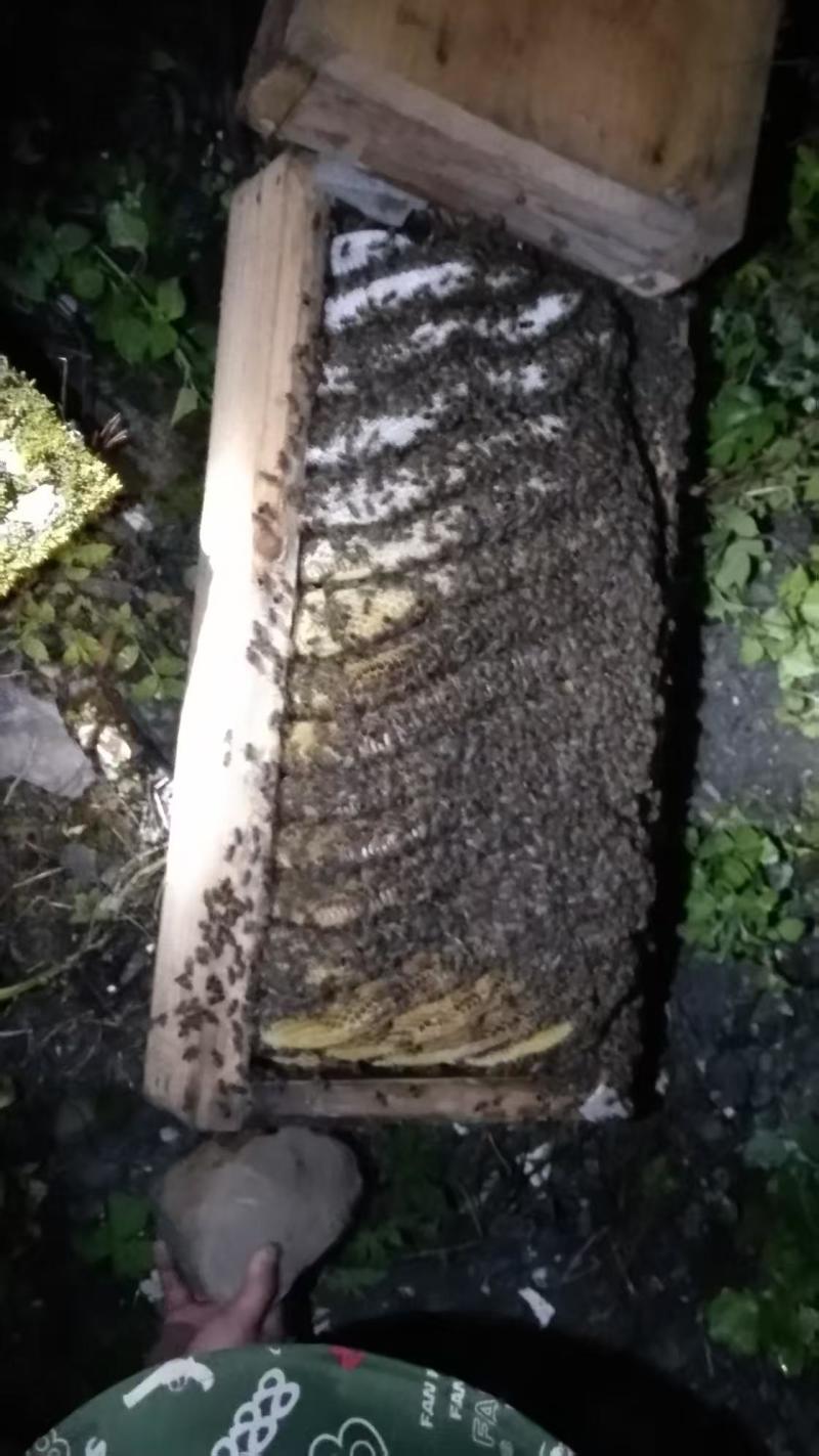 老棒棒桶蜂蜜，