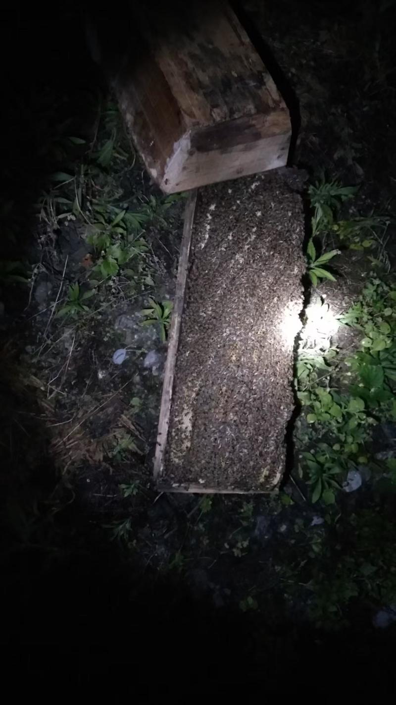 老棒棒桶蜂蜜，