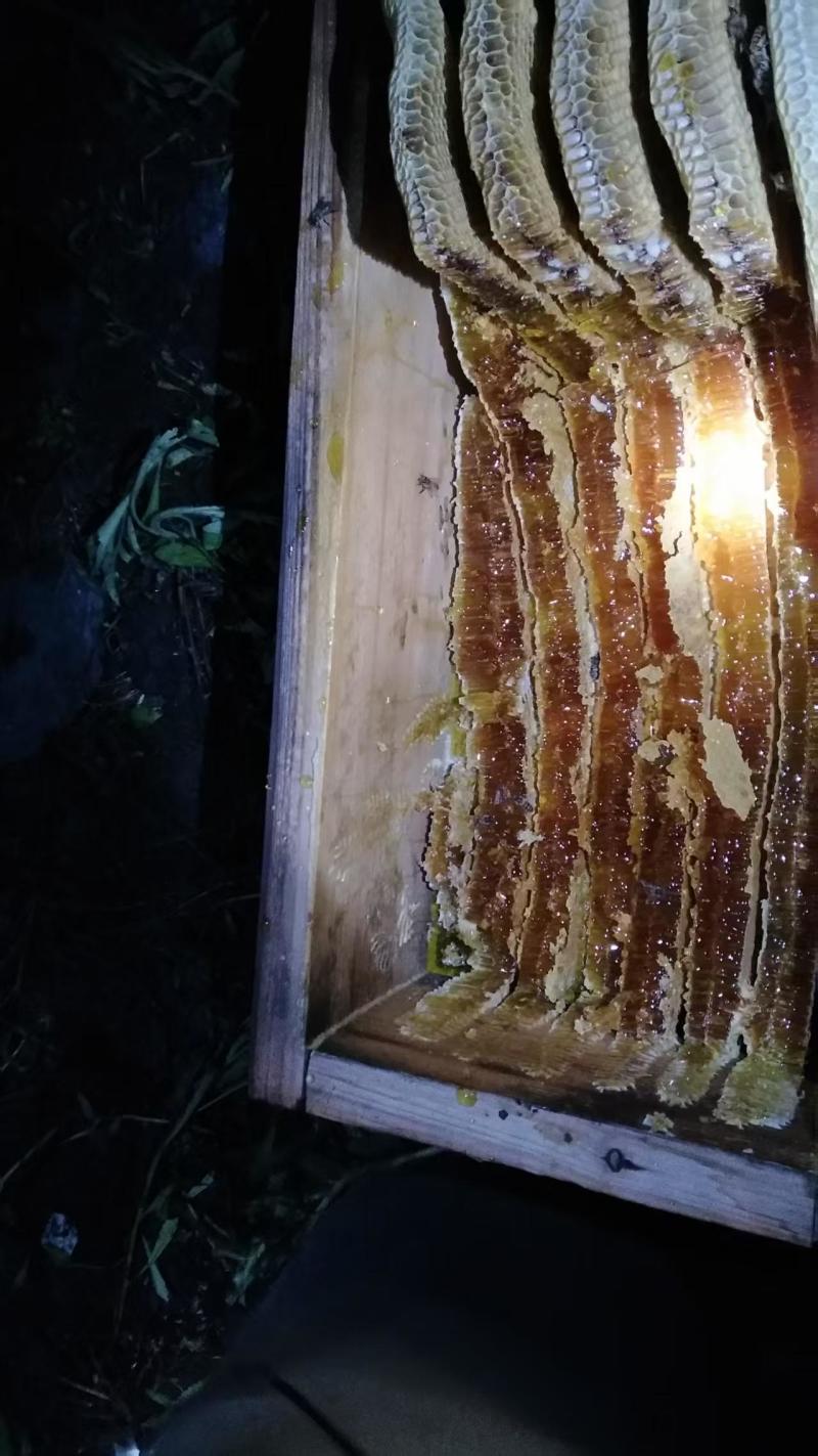 老棒棒桶蜂蜜，
