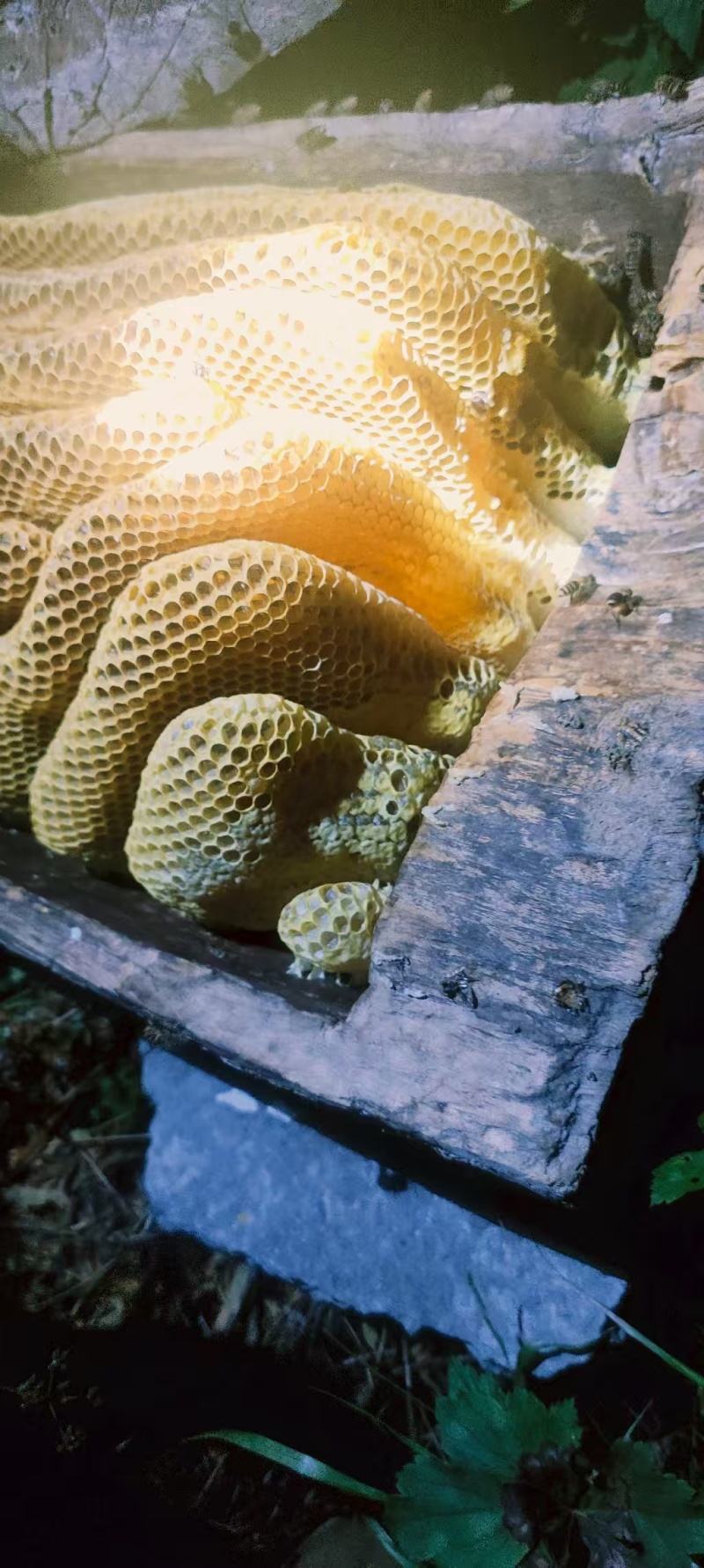 老棒棒桶蜂蜜，