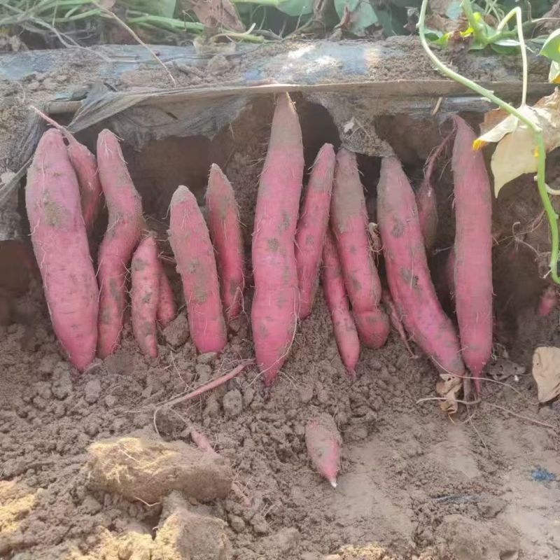 秦五板栗红薯