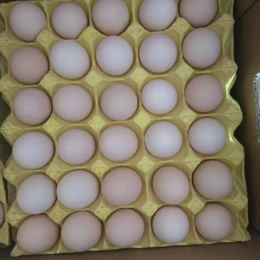 43-45精品红心海蓝粉壳蛋，湖北黄冈发货