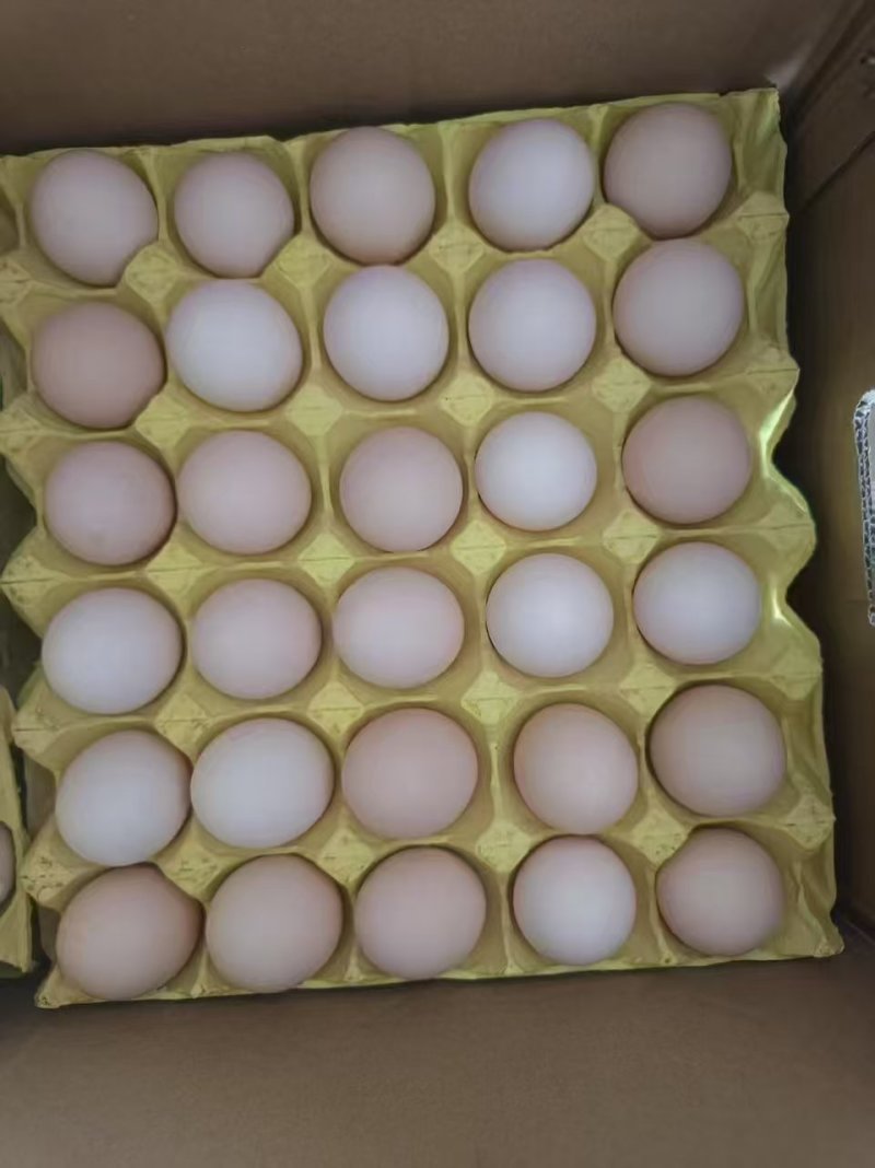 43-45精品红心海蓝粉壳蛋，湖北黄冈发货