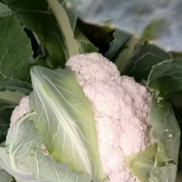 精品散花