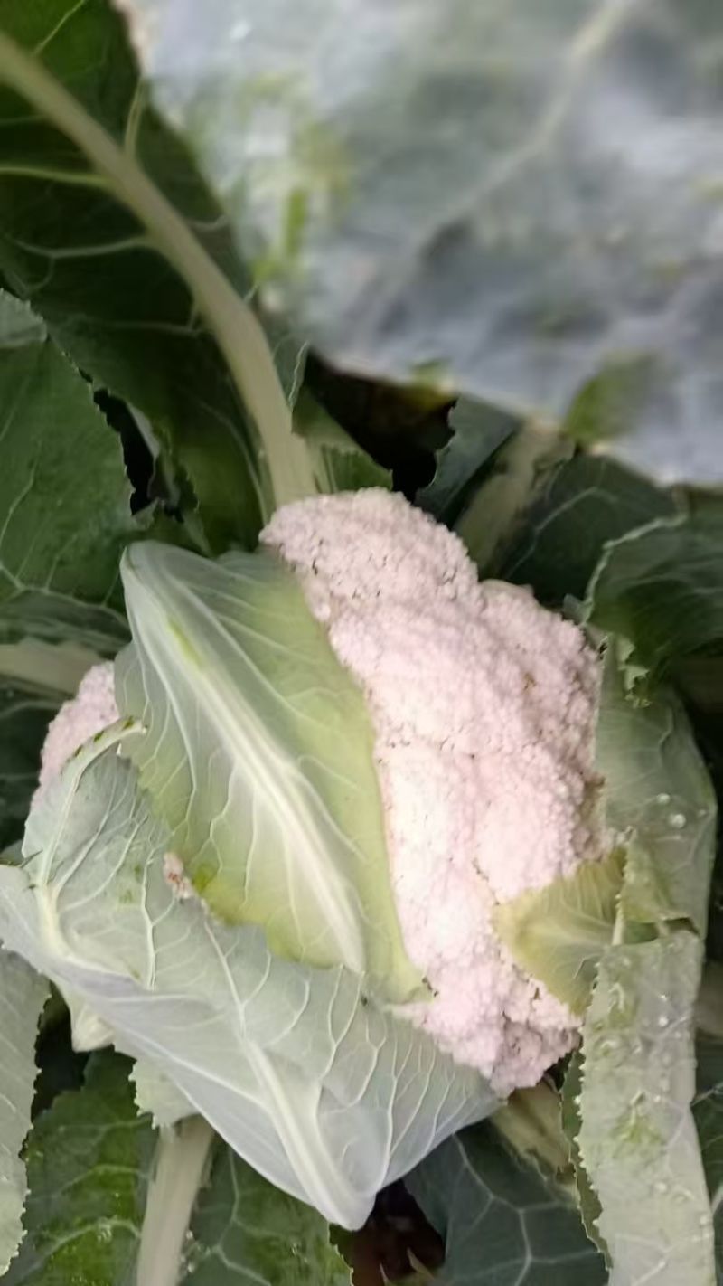 精品散花