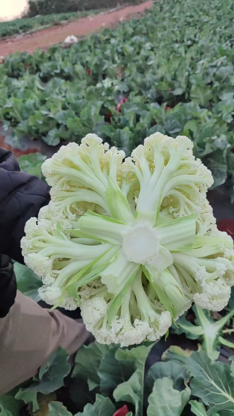 精品散花