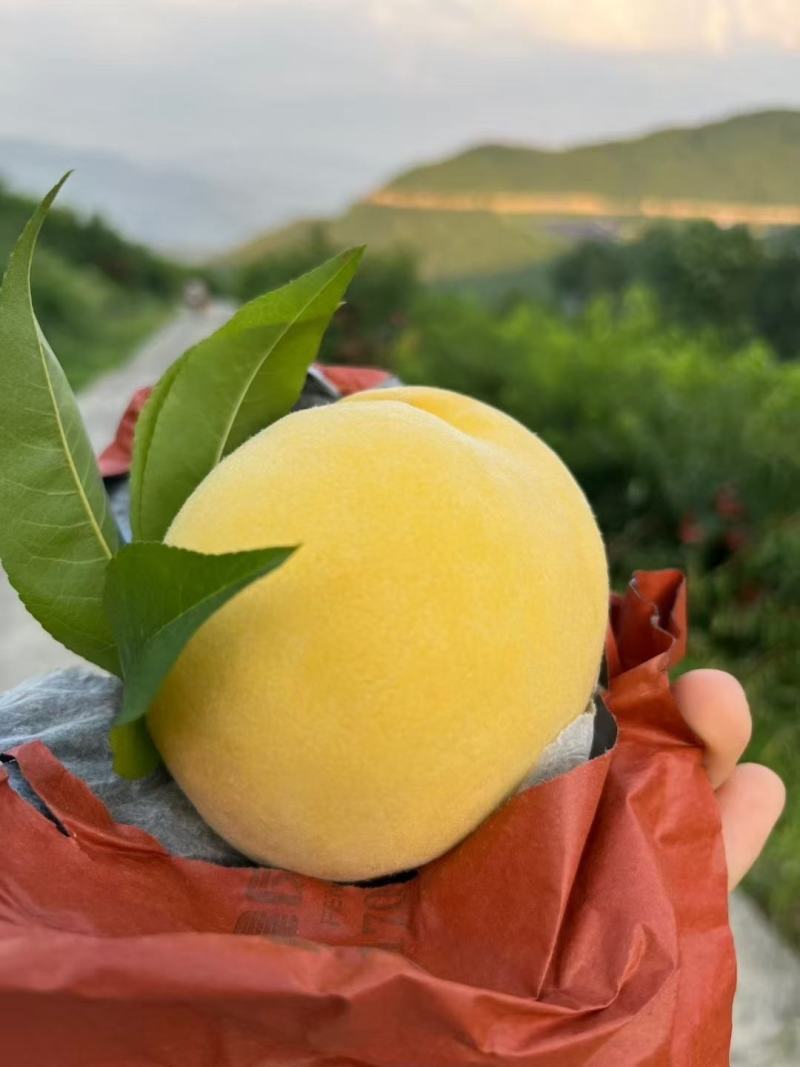 重庆奉节锦绣黄桃红心黄桃基地直发可批发零售