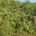 重庆奉节锦绣黄桃红心黄桃基地直发可批发零售
