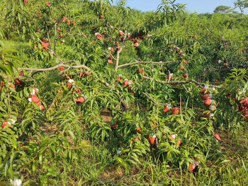 重庆奉节锦绣黄桃红心黄桃基地直发可批发零售