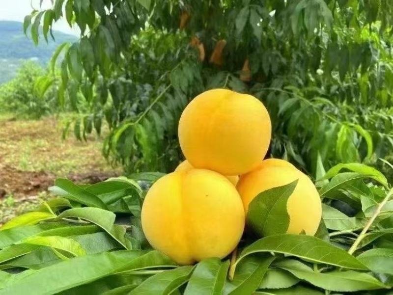 重庆奉节锦绣黄桃基地直发现摘现发可批发零售先到先得