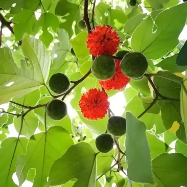 构桃