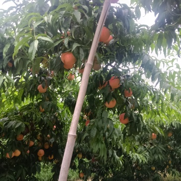 桃