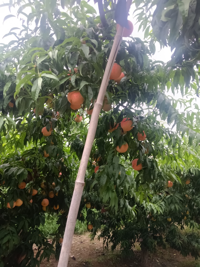 桃