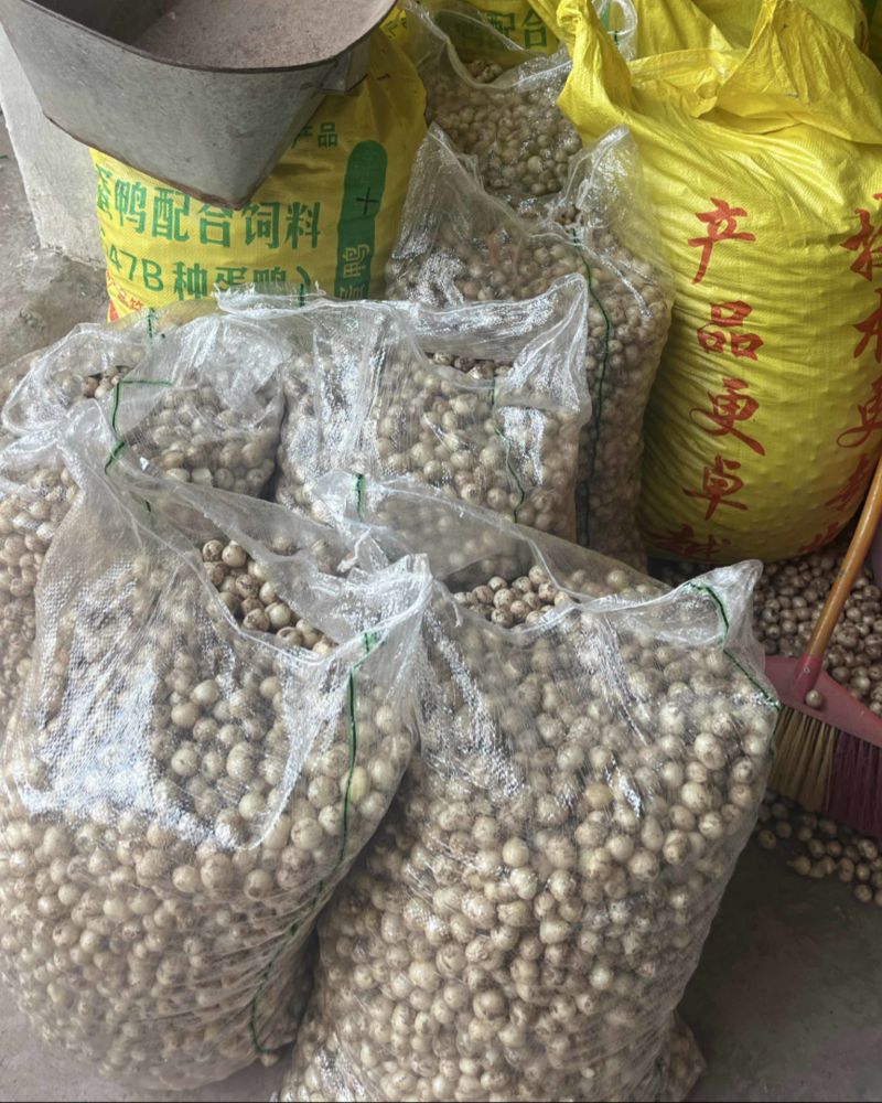 苦藠小根蒜