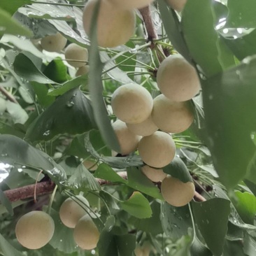 银杏果