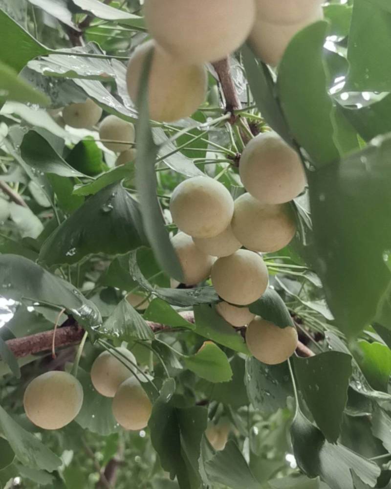 银杏果