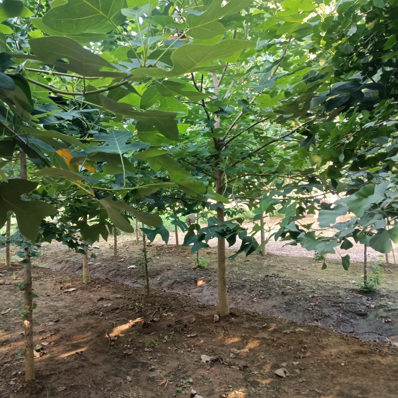 鹅掌楸