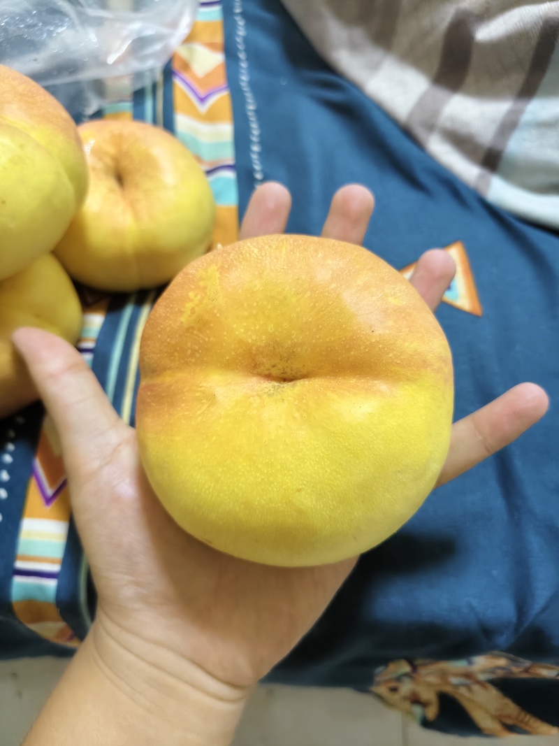 彩虹蟠桃