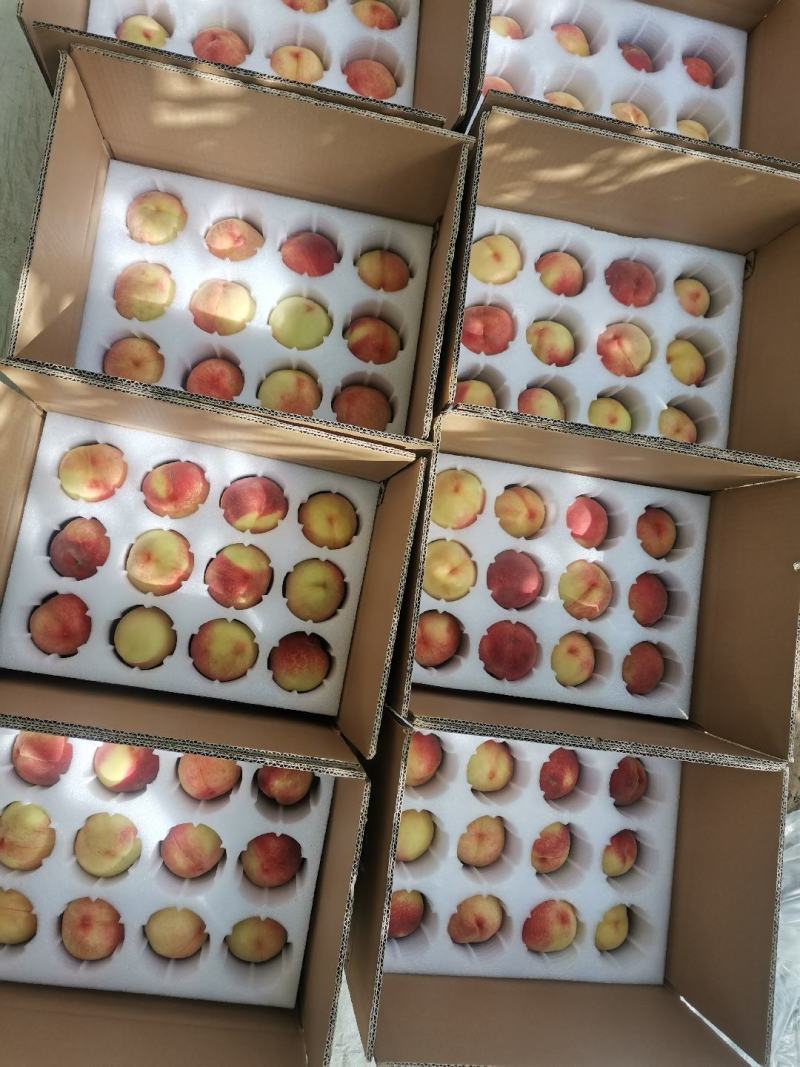 兰州白凤桃