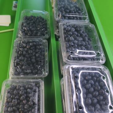 蓝莓冻果，3000斤