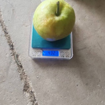 苏翠一号，大量有货