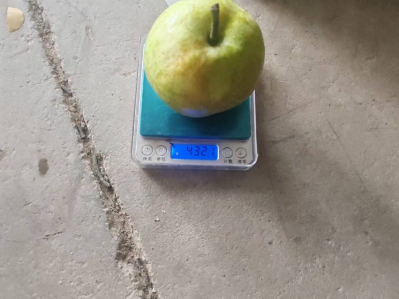 苏翠一号，大量有货