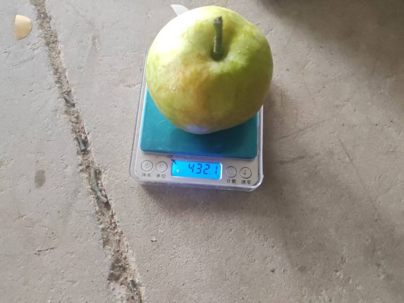苏翠一号，大量有货