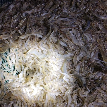 青虾苗