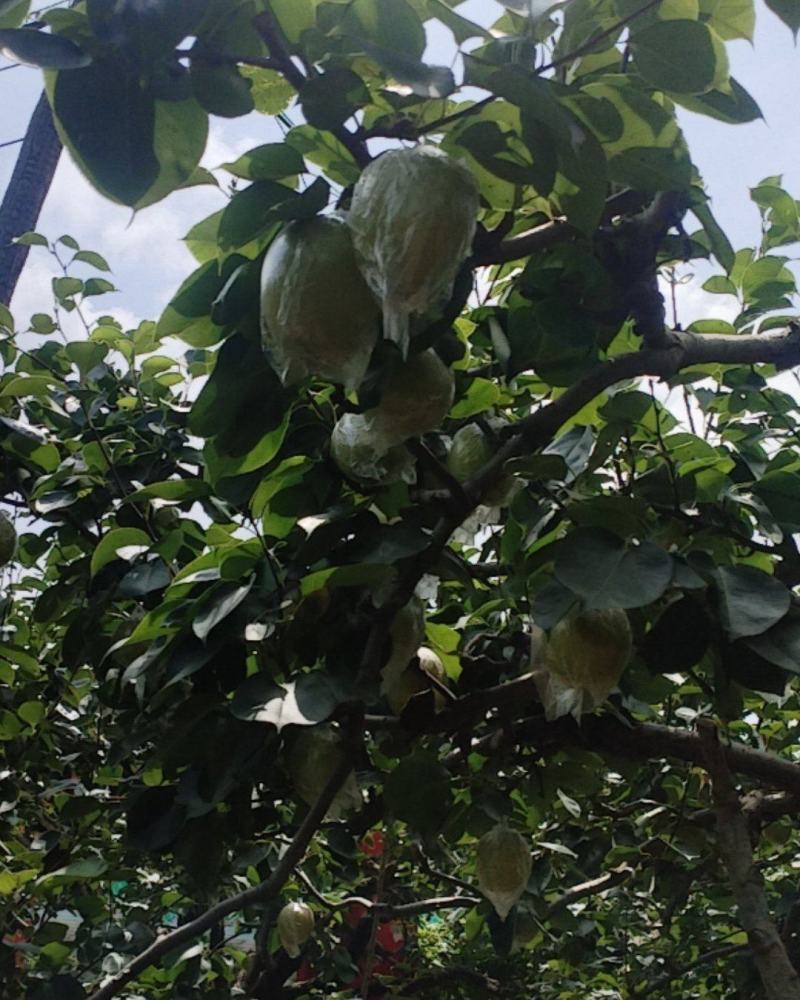 河北泊头特级皇冠梨，鸭梨。