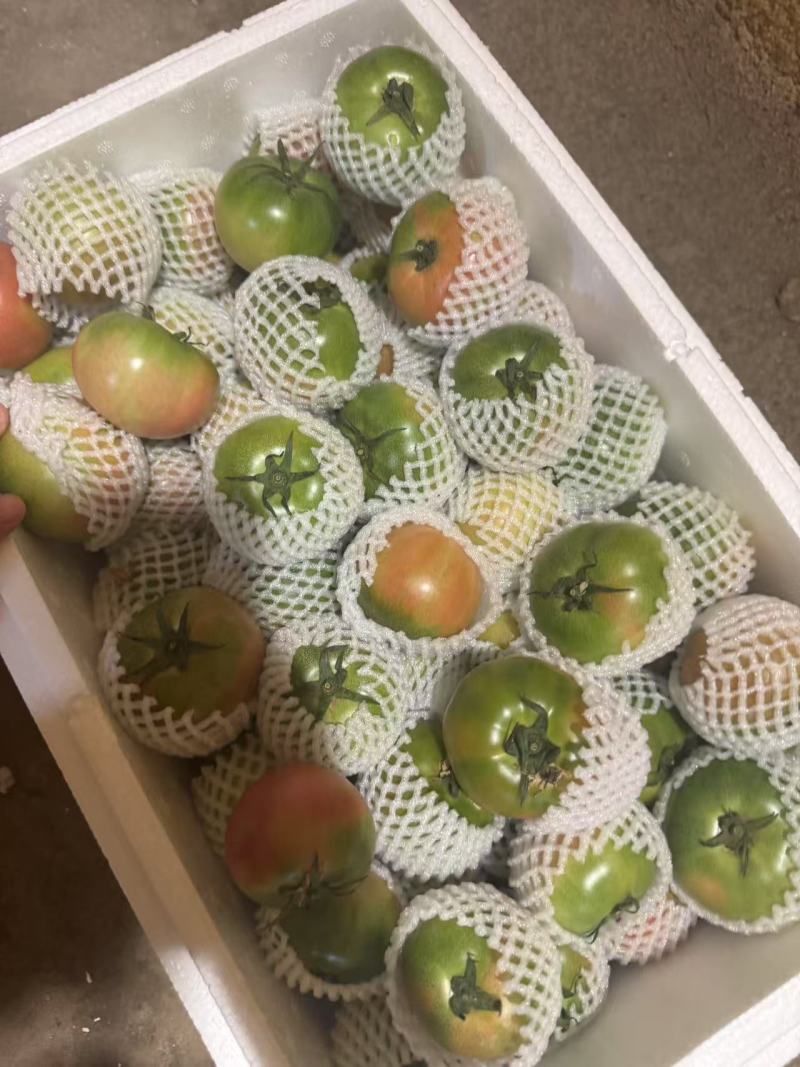 草莓西红柿全部精品有需要电话联系