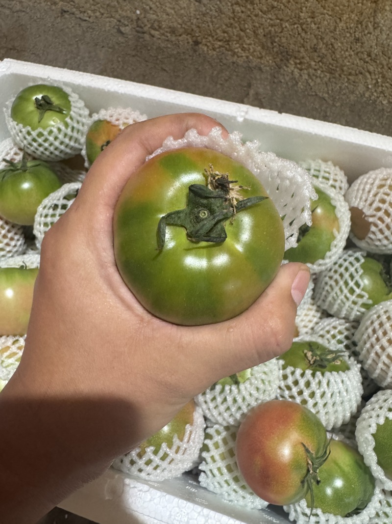 草莓西红柿全部精品有需要电话联系
