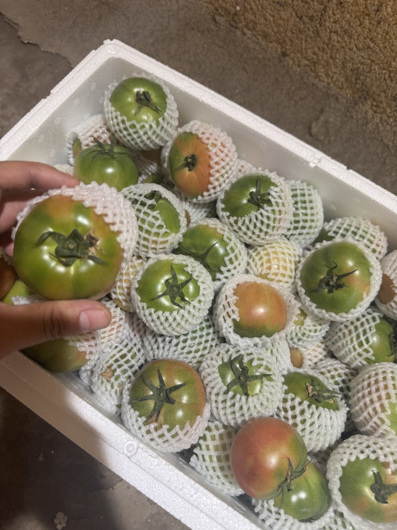草莓西红柿全部精品有需要电话联系