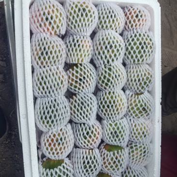 有机西红柿