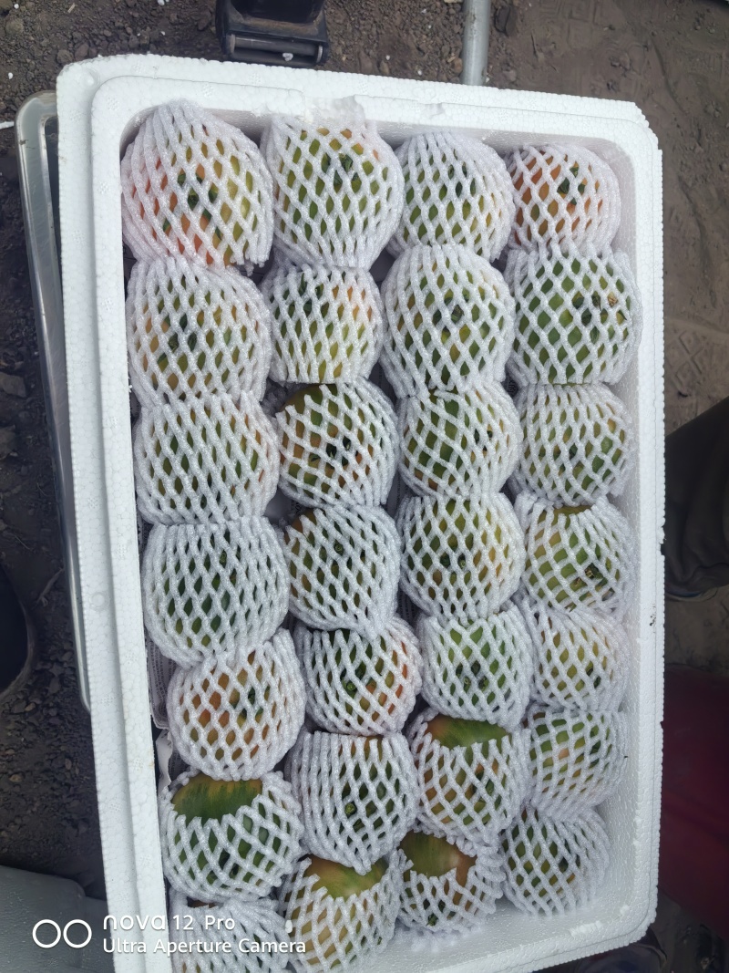 有机西红柿