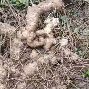 黄精{药材}