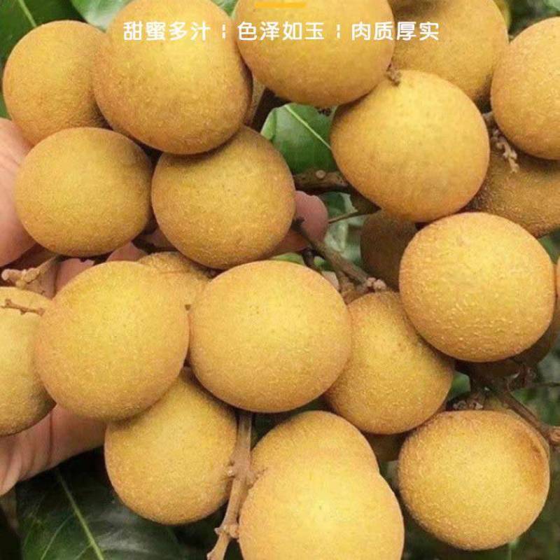 广东汕尾陆丰石硖龙眼大量上市新鲜采摘、甜过初恋、核小肉厚