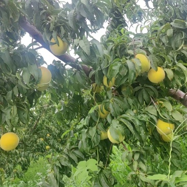 金黄后黄桃