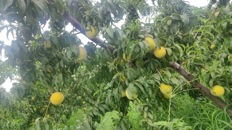 金黄后黄桃