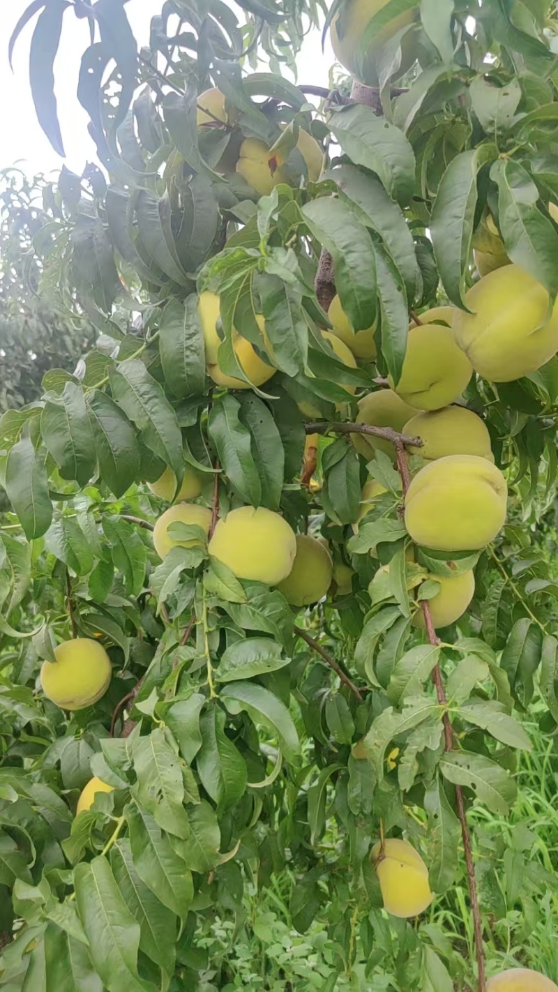金黄后黄桃
