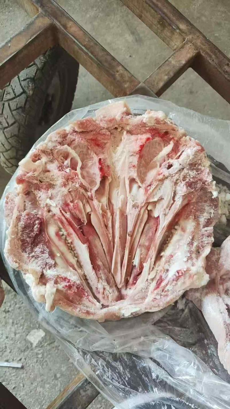 出售:8-10斤无耳头20吨鲜品分割厂家直销