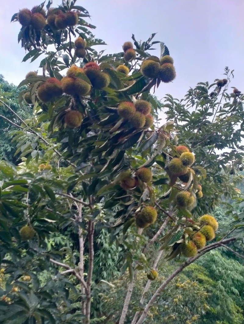 板栗